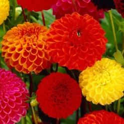 Pompon-Dahlien Bio Mischung (x5) - Runde Blüten, volle Vasen