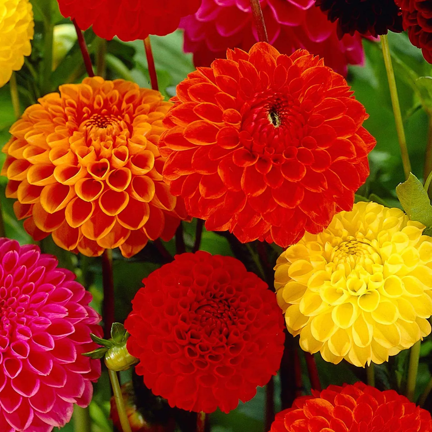 Pompon-Dahlien Bio Mischung (x5) - Runde Blüten, volle Vasen