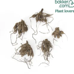Pompon-Dahlien Bio Mischung (x5) - Runde Blüten, volle Vasen