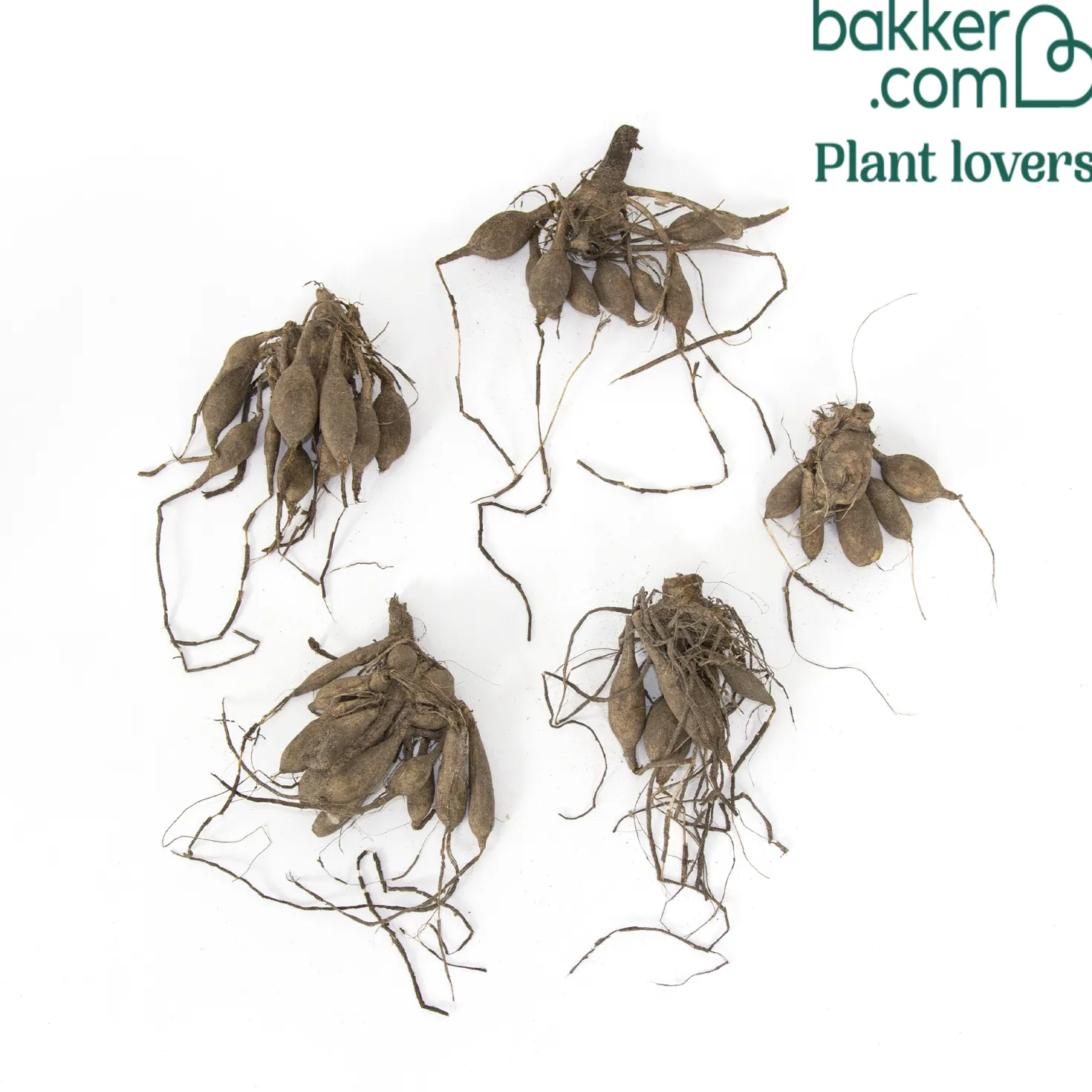 Pompon-Dahlien Bio Mischung (x5) - Runde Blüten, volle Vasen