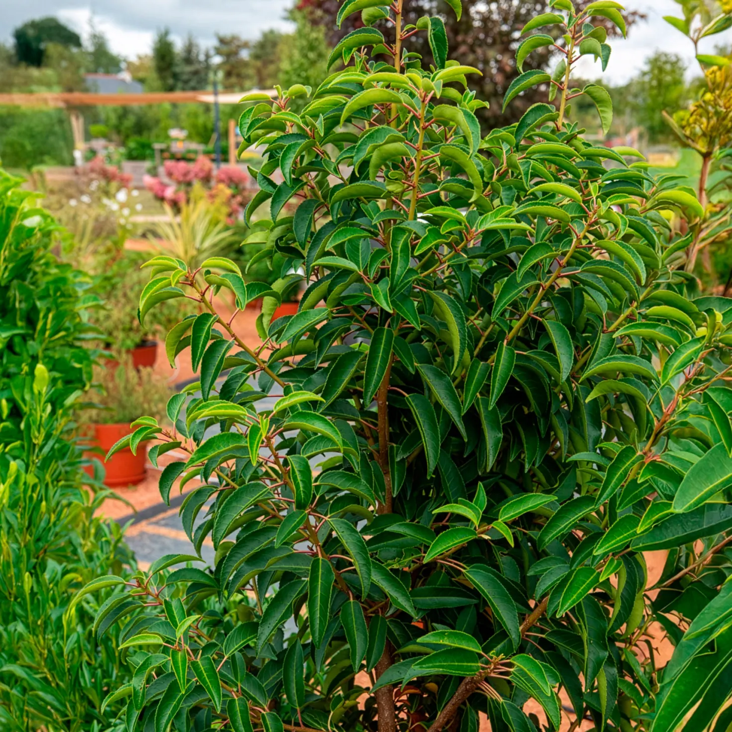 Portugiesischer Kirschlorbeer - Dichte Hecke, ganz einfach
