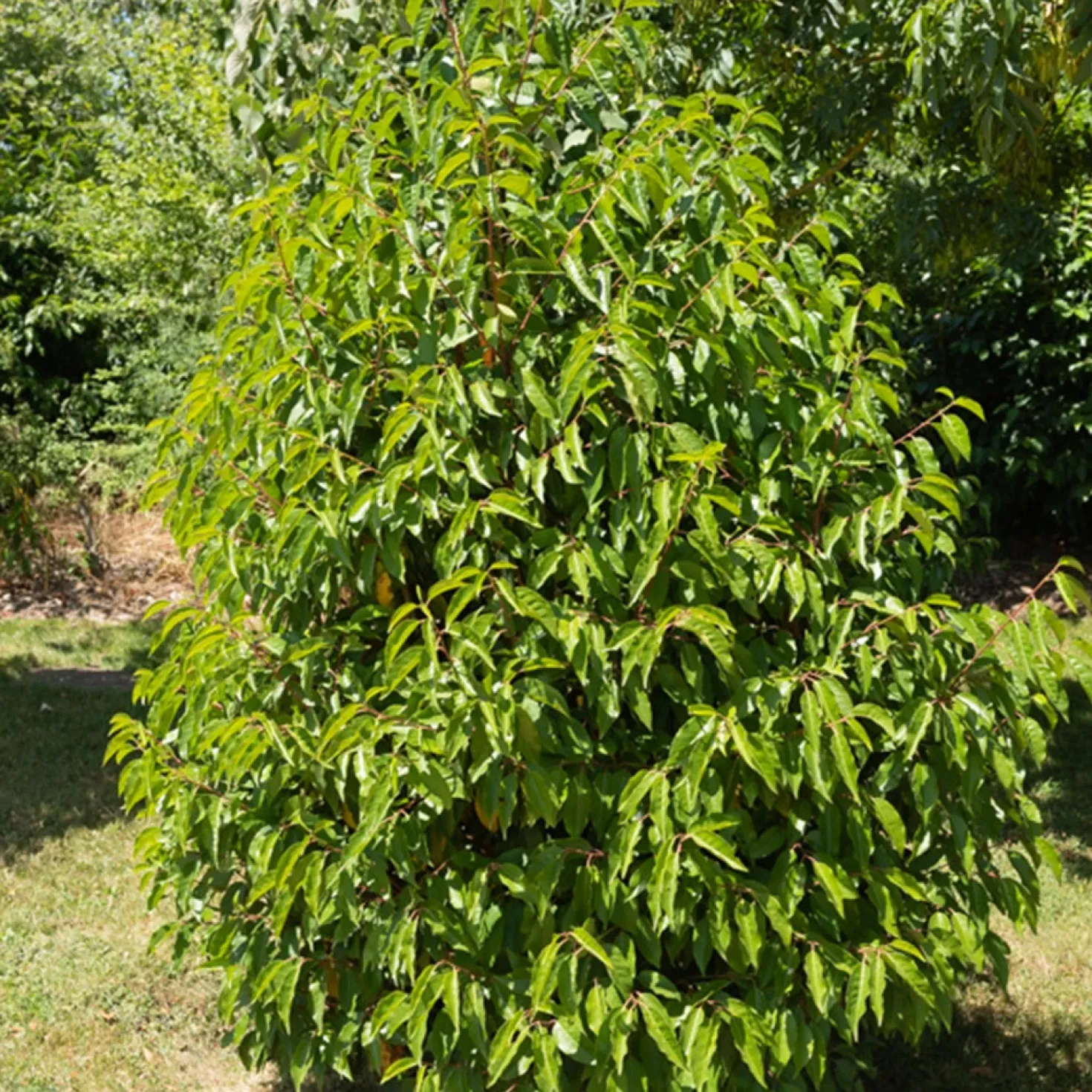 Portugiesischer Kirschlorbeer - Dichte Hecke, ganz einfach