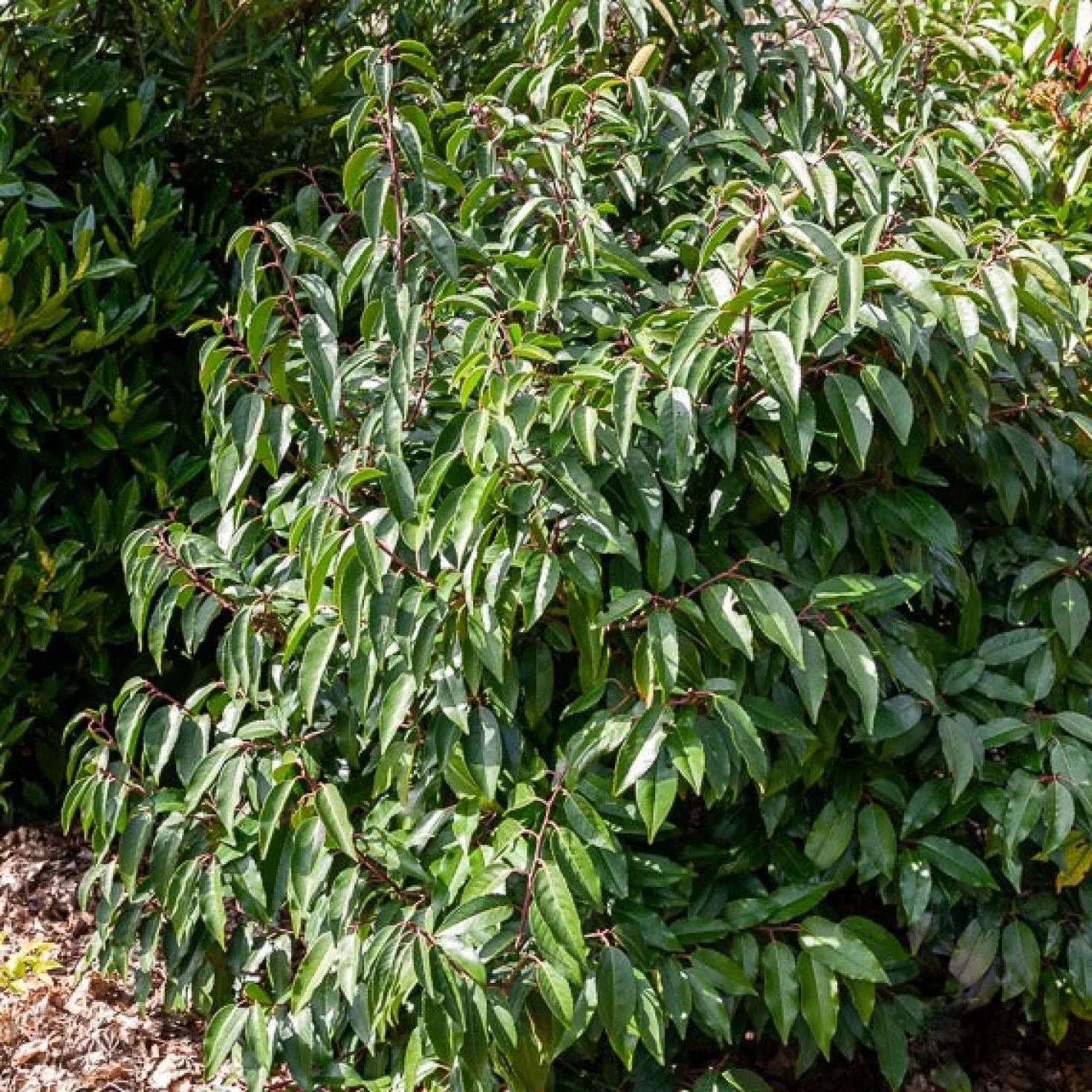 Portugiesischer Kirschlorbeer - Dichte Hecke, ganz einfach