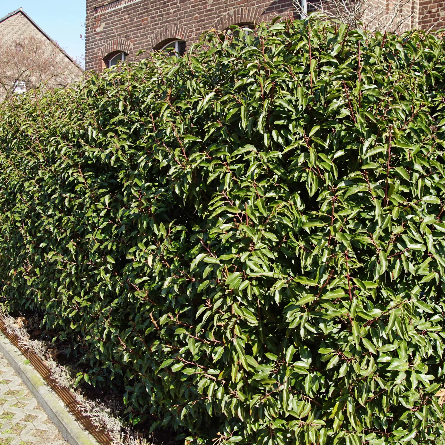 Portugiesischer Lorbeer (x3) - Sichtschutz mit Stil