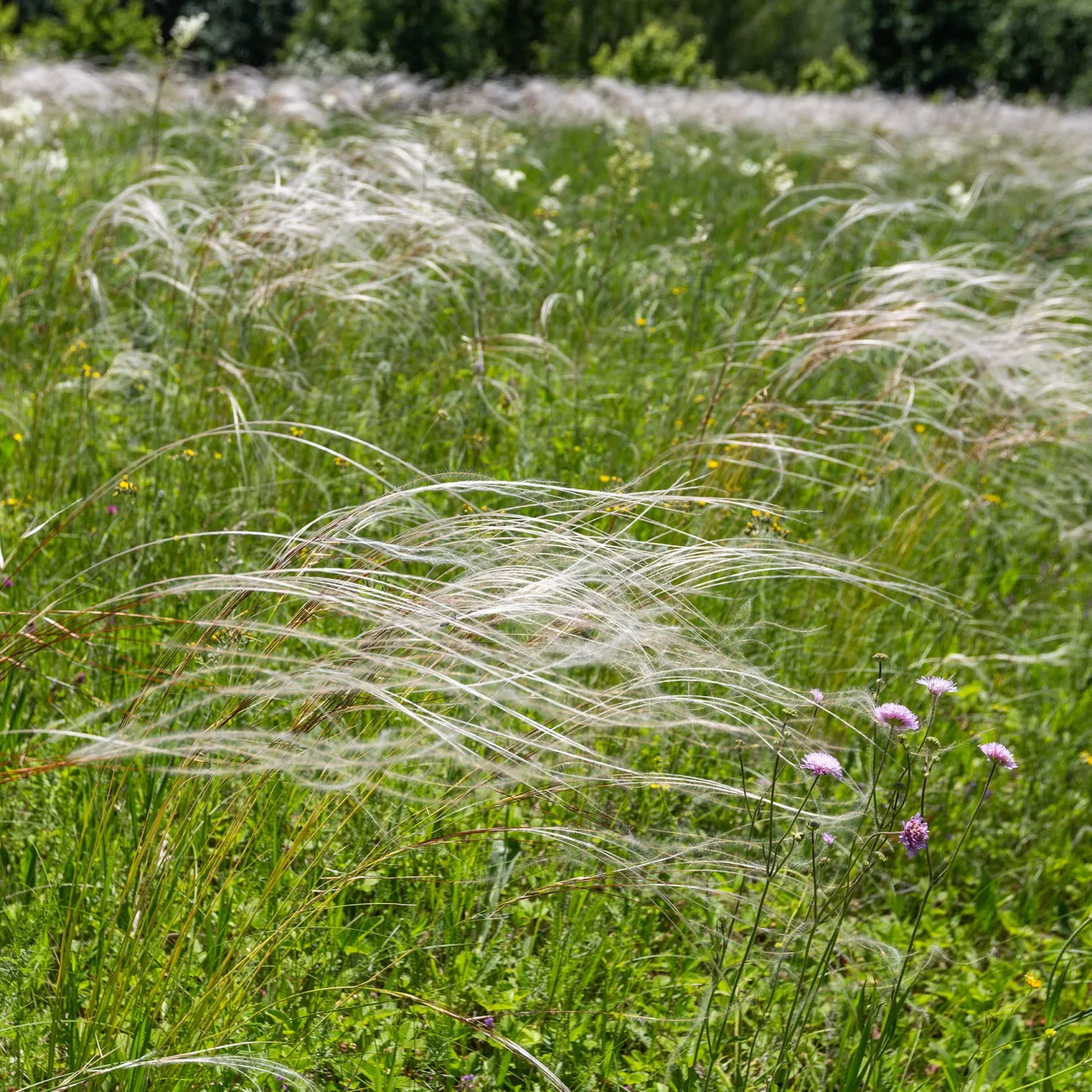 Pracht-Federgras - Silberne Federn im Wind