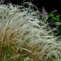 Pracht-Federgras - Silberne Federn im Wind