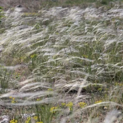 Pracht-Federgras - Silberne Federn im Wind