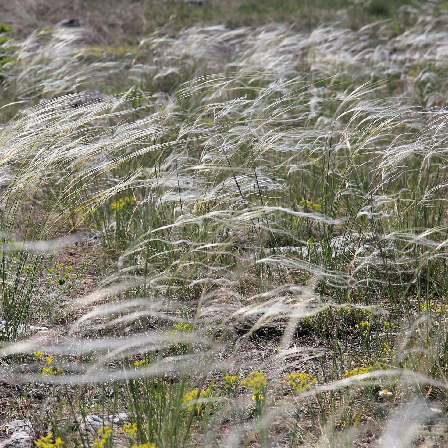 Pracht-Federgras - Silberne Federn im Wind