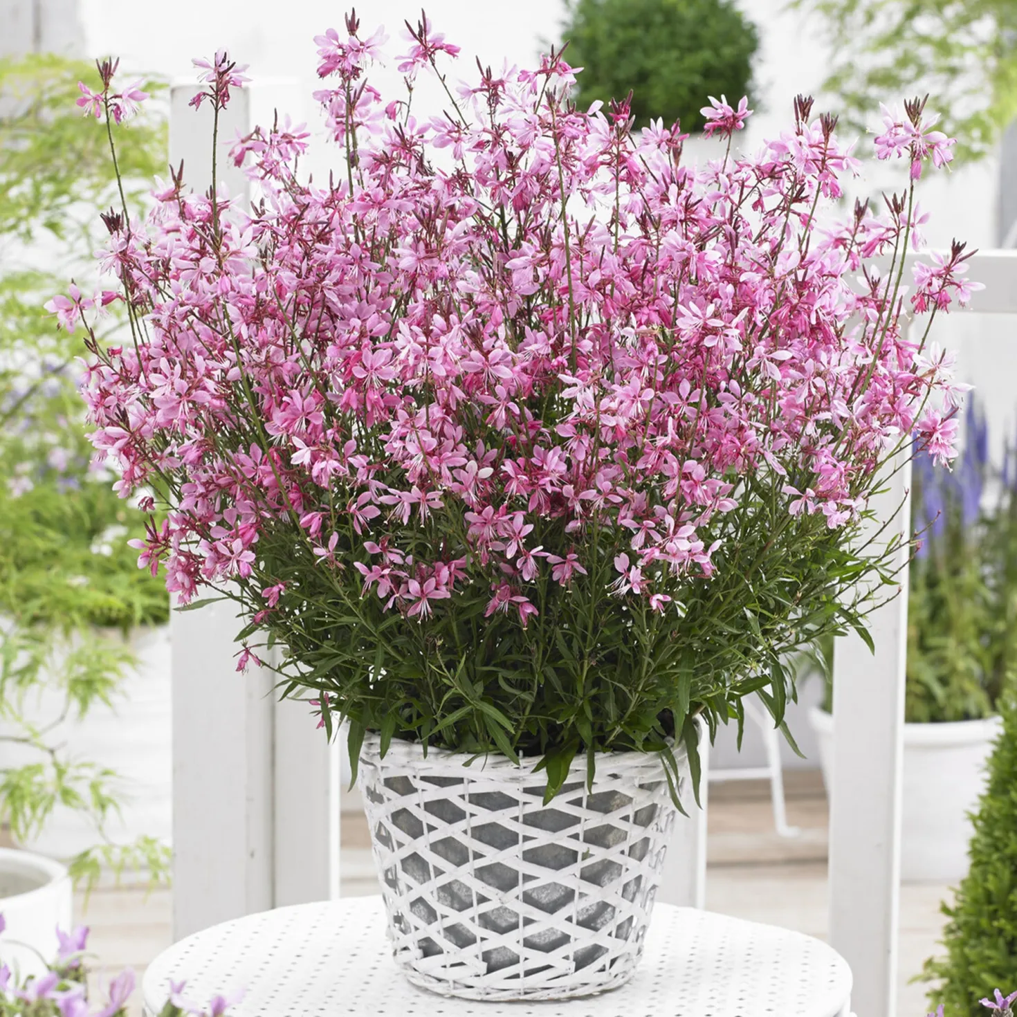 Prachtkerze Baby Butterfly Dark Pink - Blüht bis zum Frost