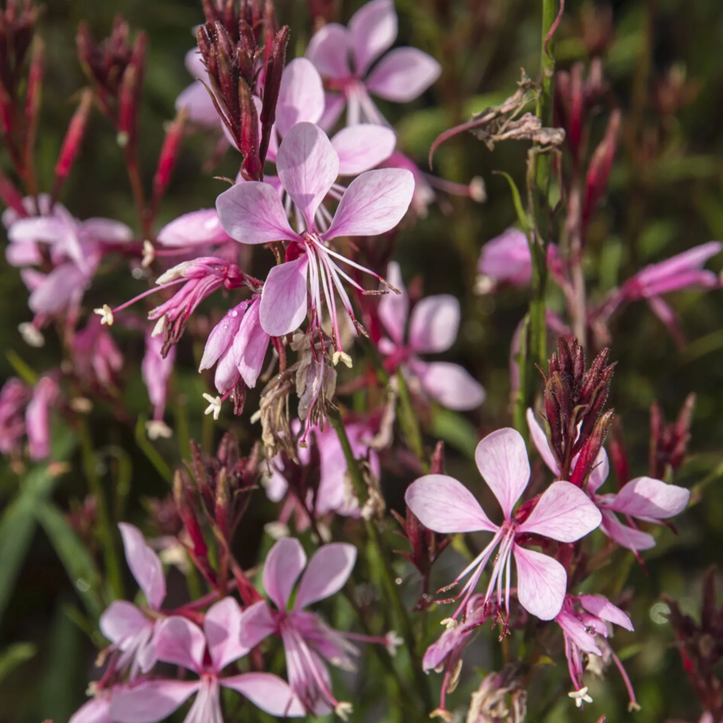 Prachtkerze Baby Butterfly Dark Pink - Blüht bis zum Frost
