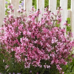 Prachtkerze Baby Butterfly Dark Pink - Blüht bis zum Frost