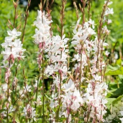 Prachtkerzen weiß + rosa (x2) - Blütenwolke den ganzen Sommer
