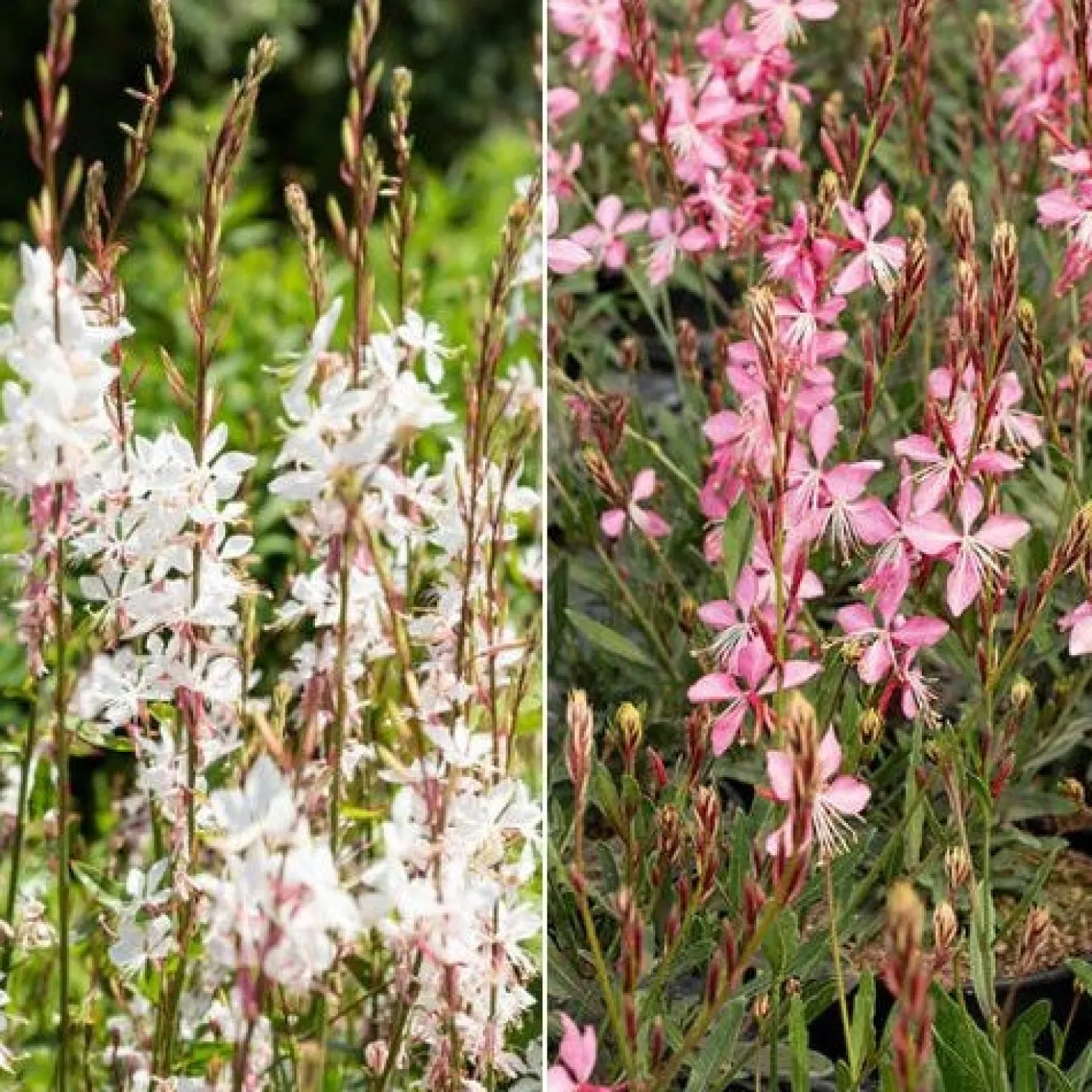 Prachtkerzen weiß + rosa (x2) - Blütenwolke den ganzen Sommer