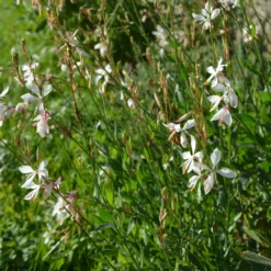 Prachtkerze The Bride - Wolke aus weißen Blüten