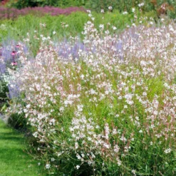 Prachtkerze Whirling Butterflies - Wolke aus tanzenden Blüten