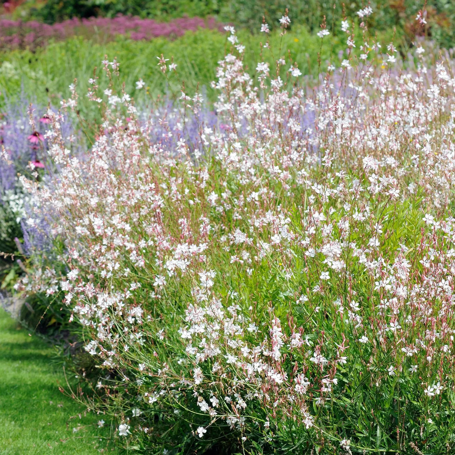 Prachtkerze Whirling Butterflies - Wolke aus tanzenden Blüten