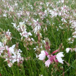 Prachtkerze - Wochenlang tanzende Blüten