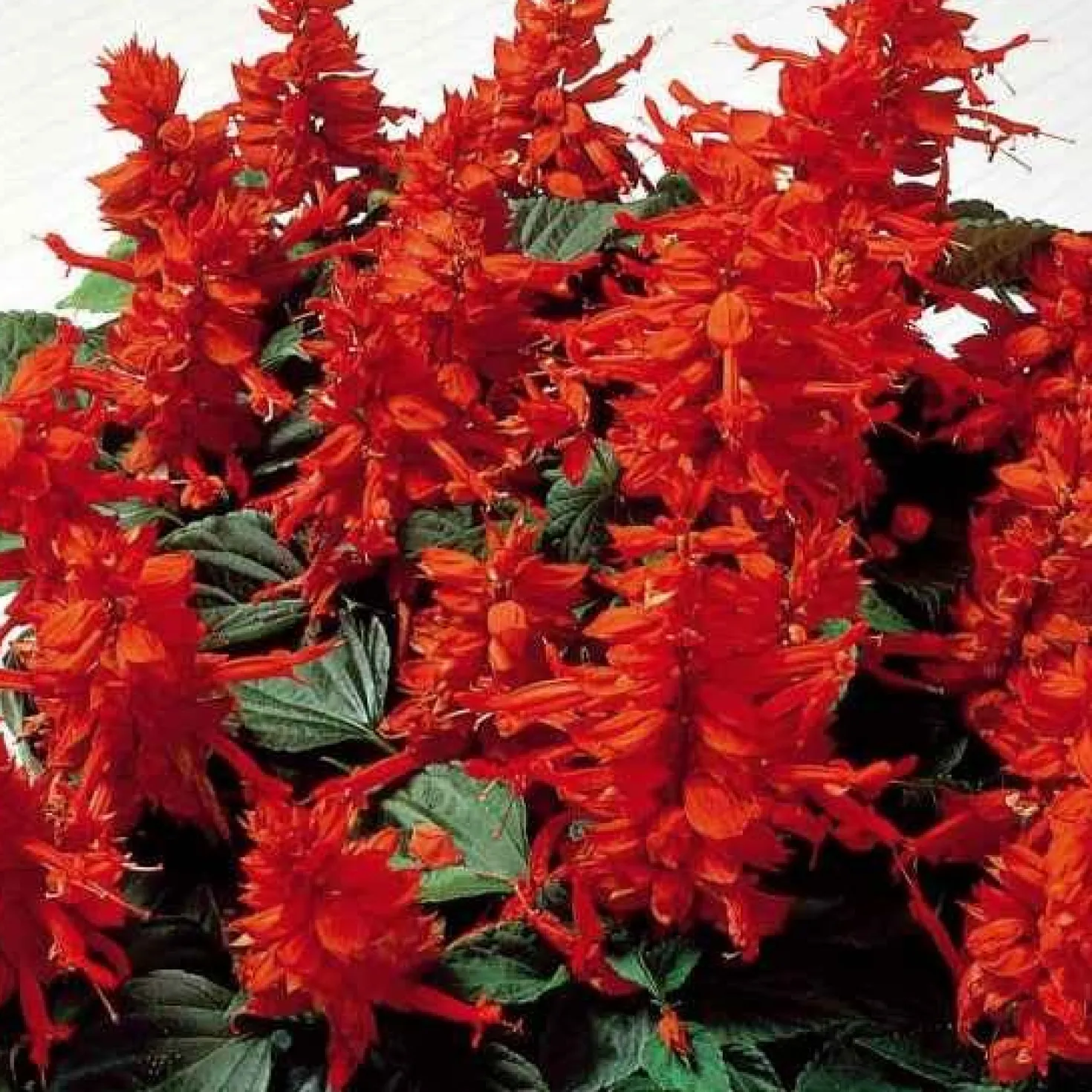 Pracht-Salbei ‘Feu de St. Jean’ - Leuchtend rot den ganzen Sommer