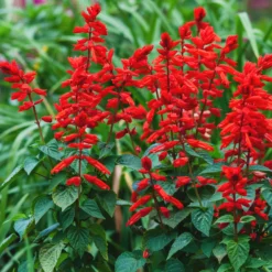 Pracht-Salbei ‘Feu de St. Jean’ - Leuchtend rot den ganzen Sommer