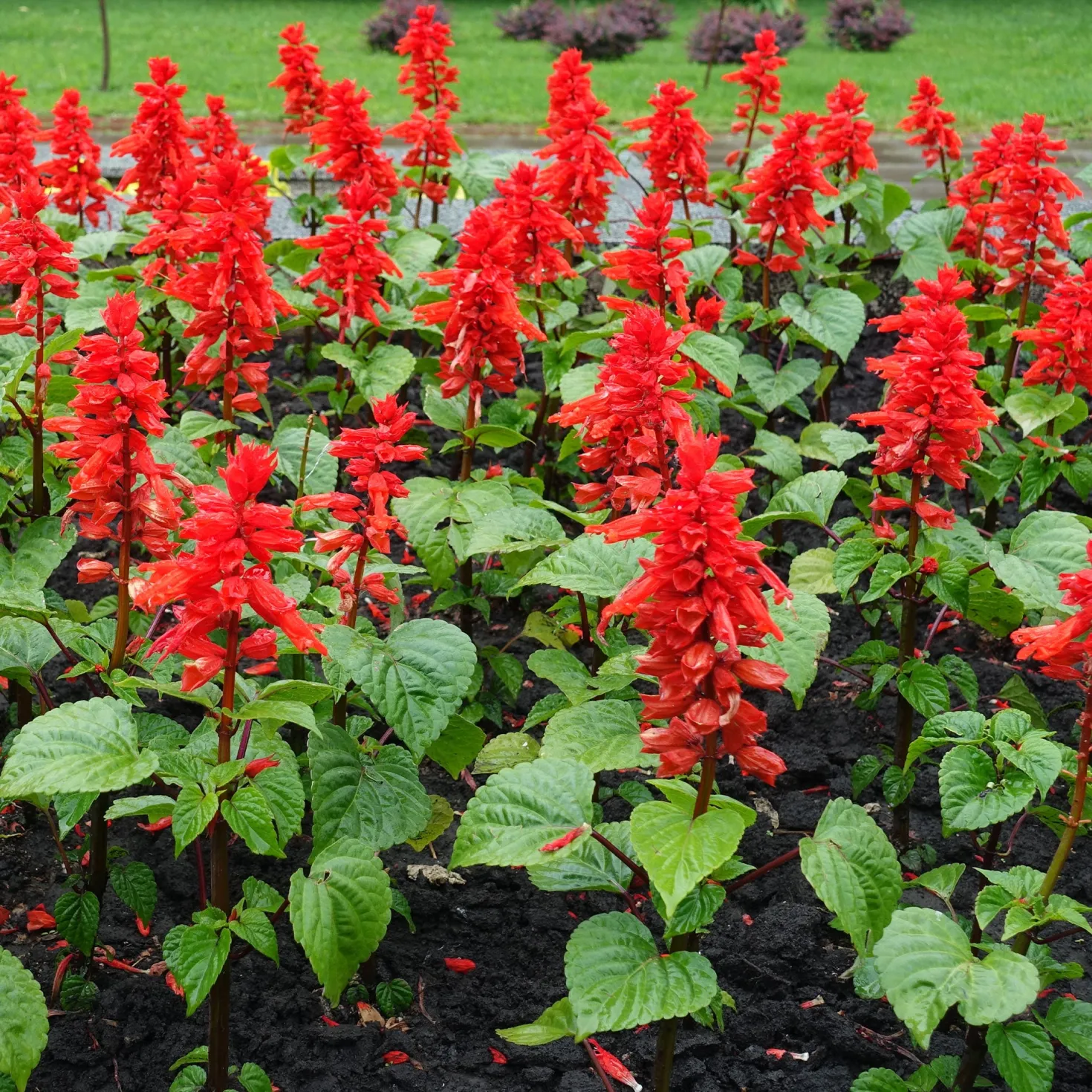 Pracht-Salbei ‘Feu de St. Jean’ - Leuchtend rot den ganzen Sommer