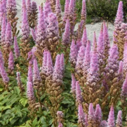 Prachtspiere Astilbe 'Pumila' - Farbe für den Schatten