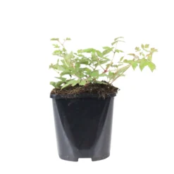 Prachtspiere Astilbe 'Pumila' - Farbe für den Schatten