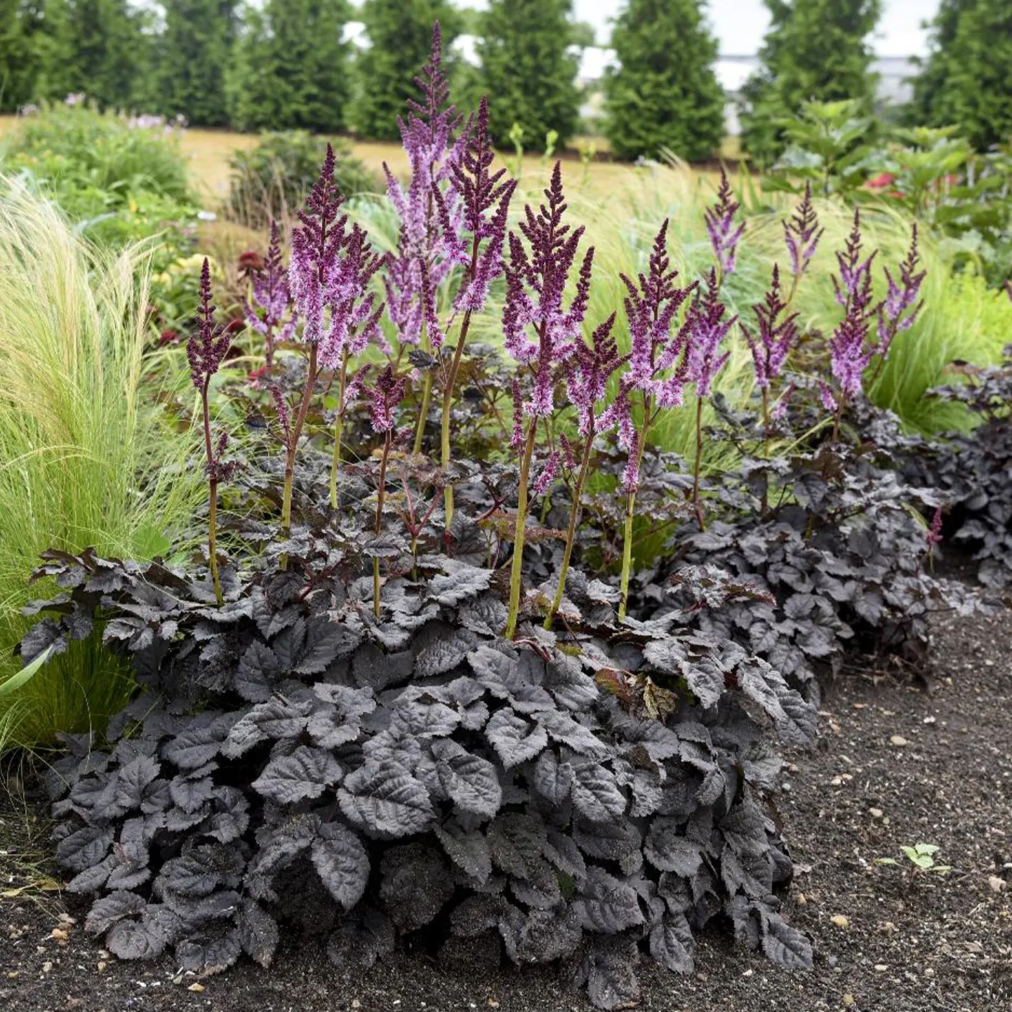 Prachtspiere 'Dark Side of the Moon'® - Dunkles Laub, helle Blüten