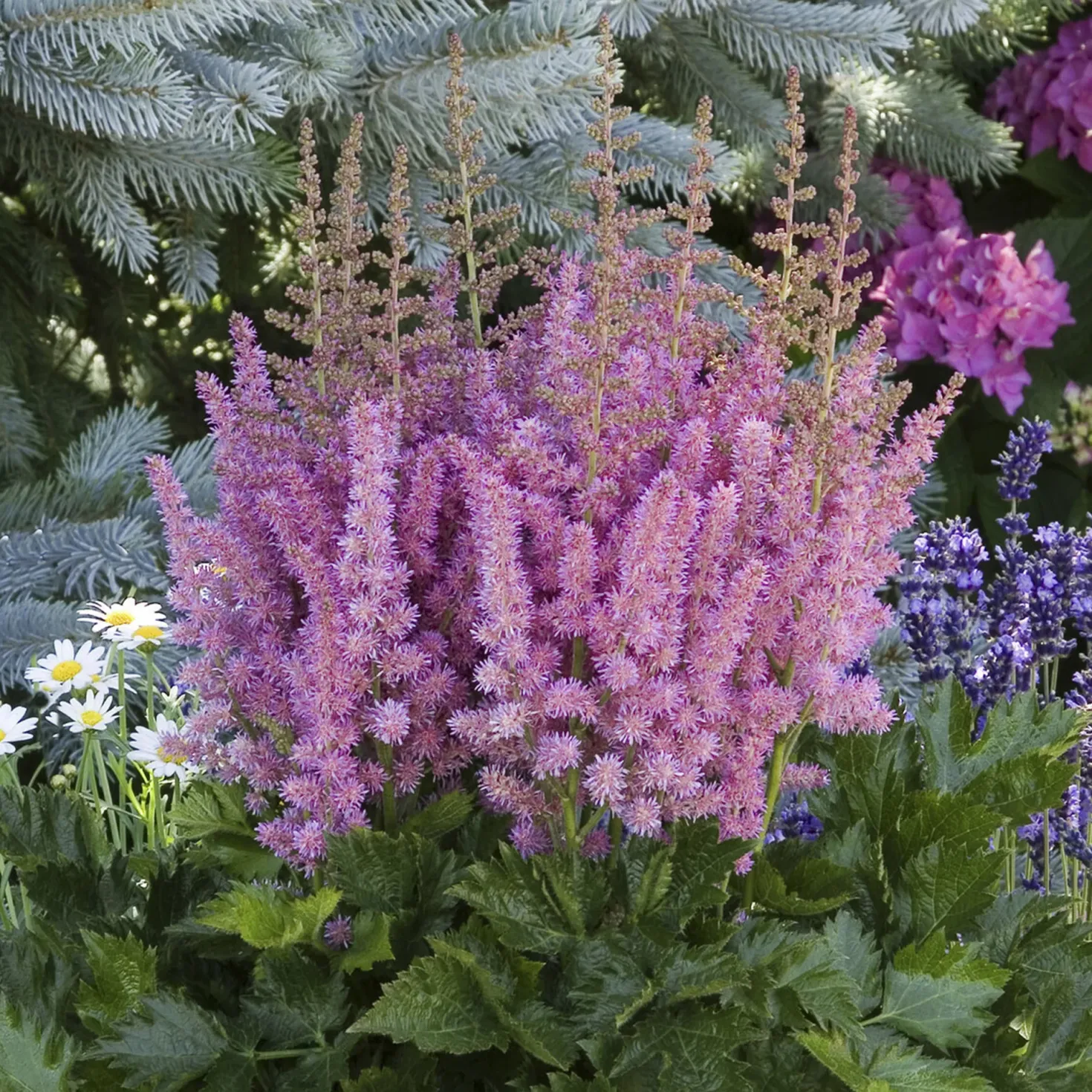 Prachtspiere ‘Little Vision in Purple’® - Sommerblüten im Halbschatten
