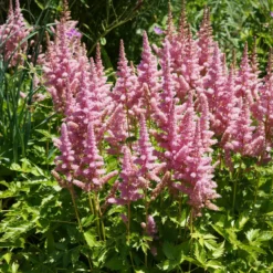 Prachtspiere ‘Little Vision in Pink’® - Rosa Blüten im Halbschatten