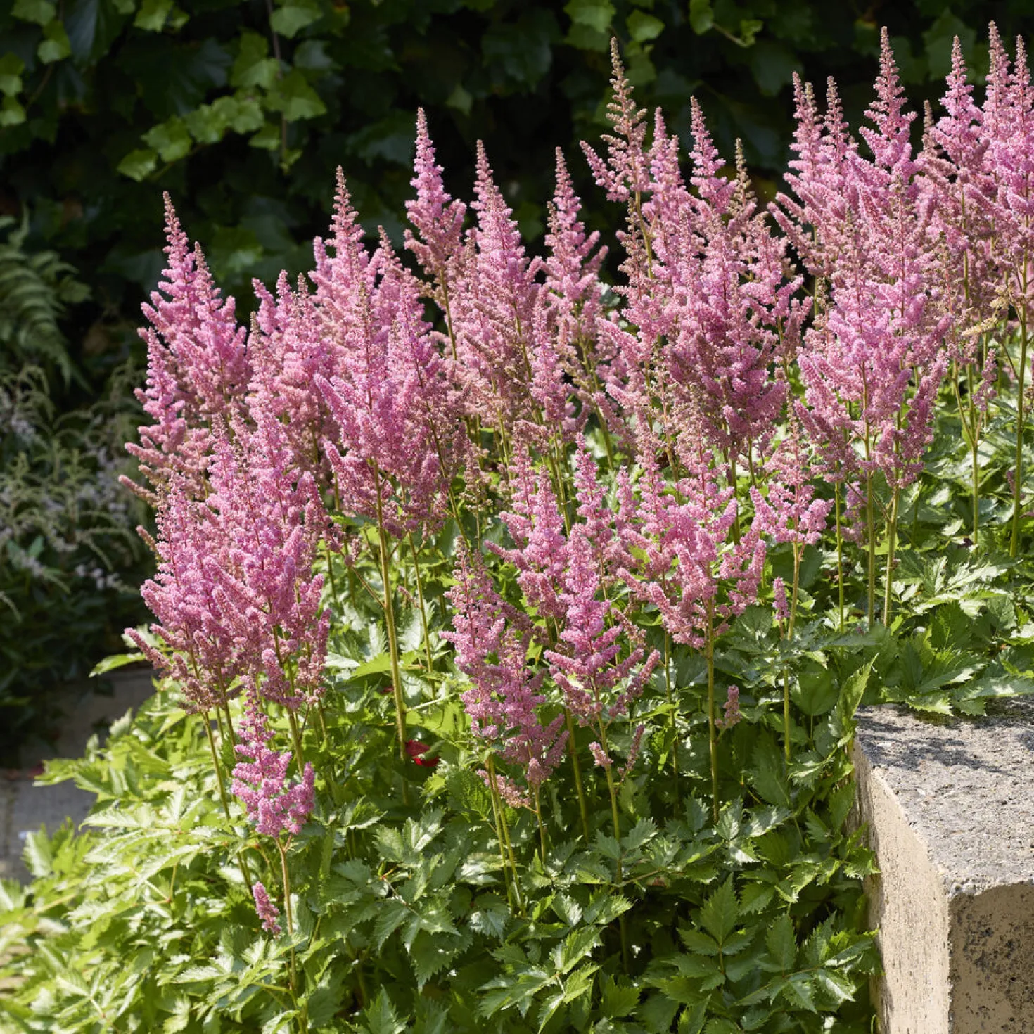 Prachtspiere ‘Rheinland’ - Rosa Blütenwolken im Schatten