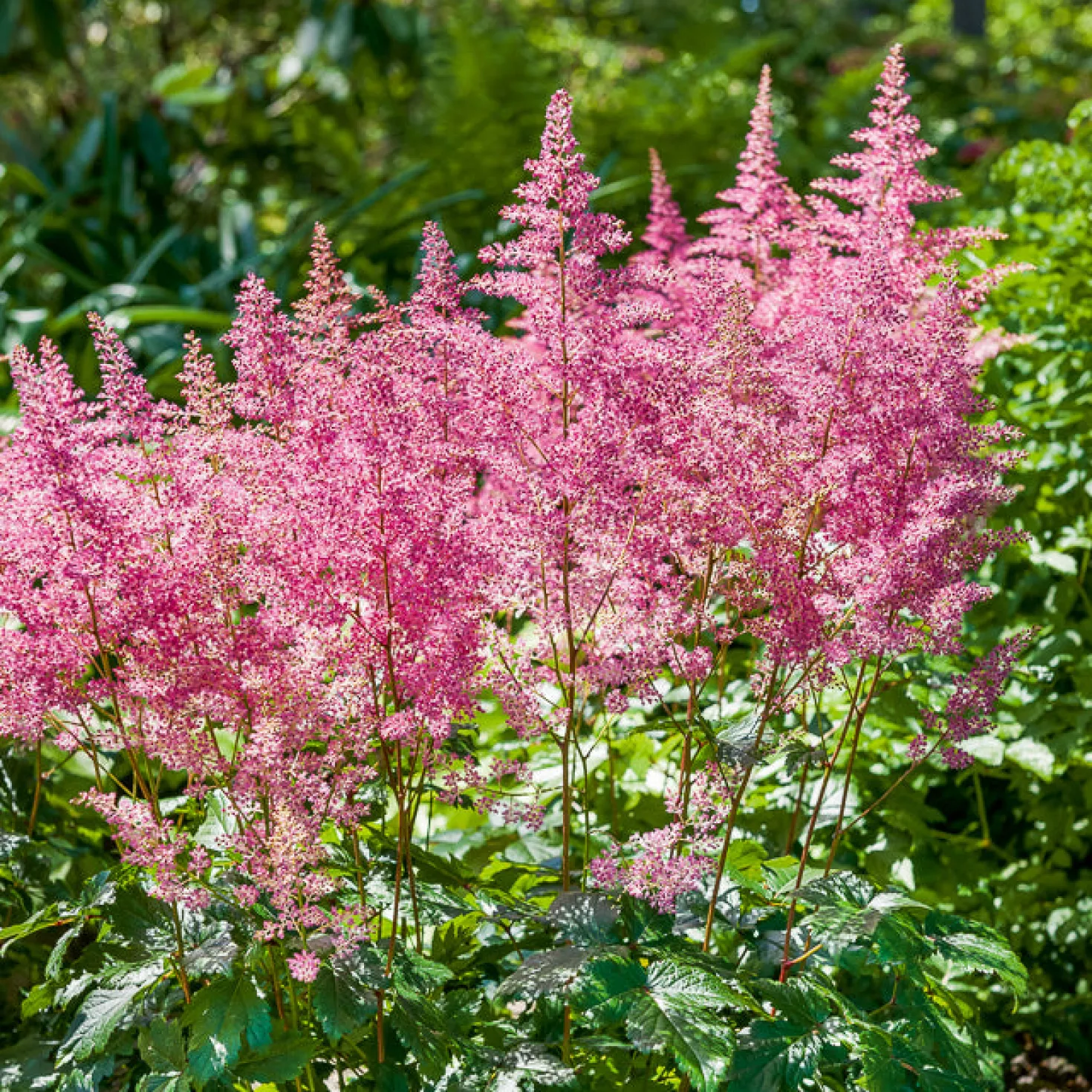 Prachtspiere ‘Rheinland’ - Rosa Blütenwolken im Schatten