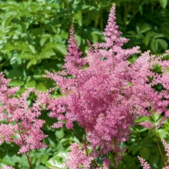 Prachtspiere ‘Rheinland’ - Rosa Blütenwolken im Schatten