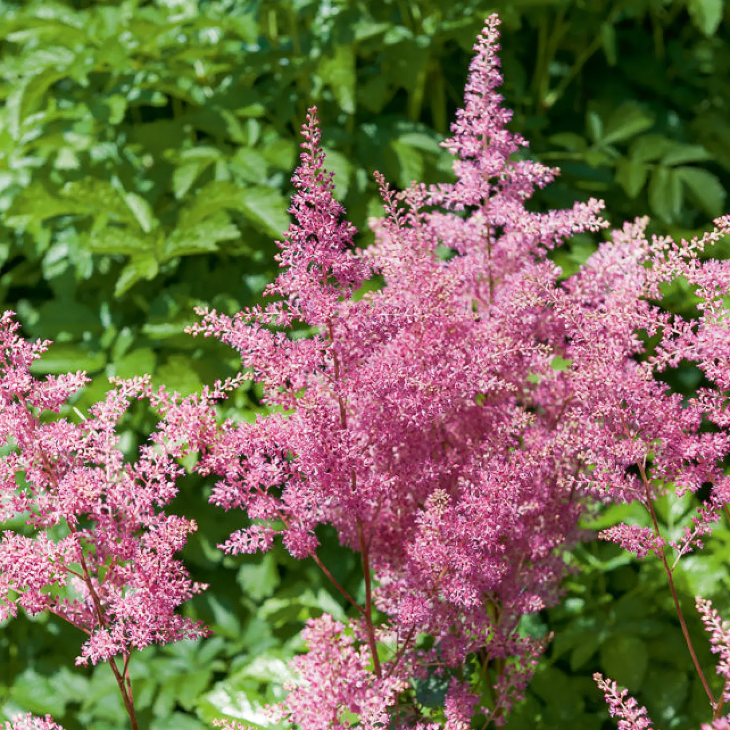 Prachtspiere ‘Rheinland’ - Rosa Blütenwolken im Schatten