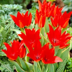 Praestans-Tulpen ‘Bloemenlust’ (x10) - Ein Stiel, mehrere Blüten