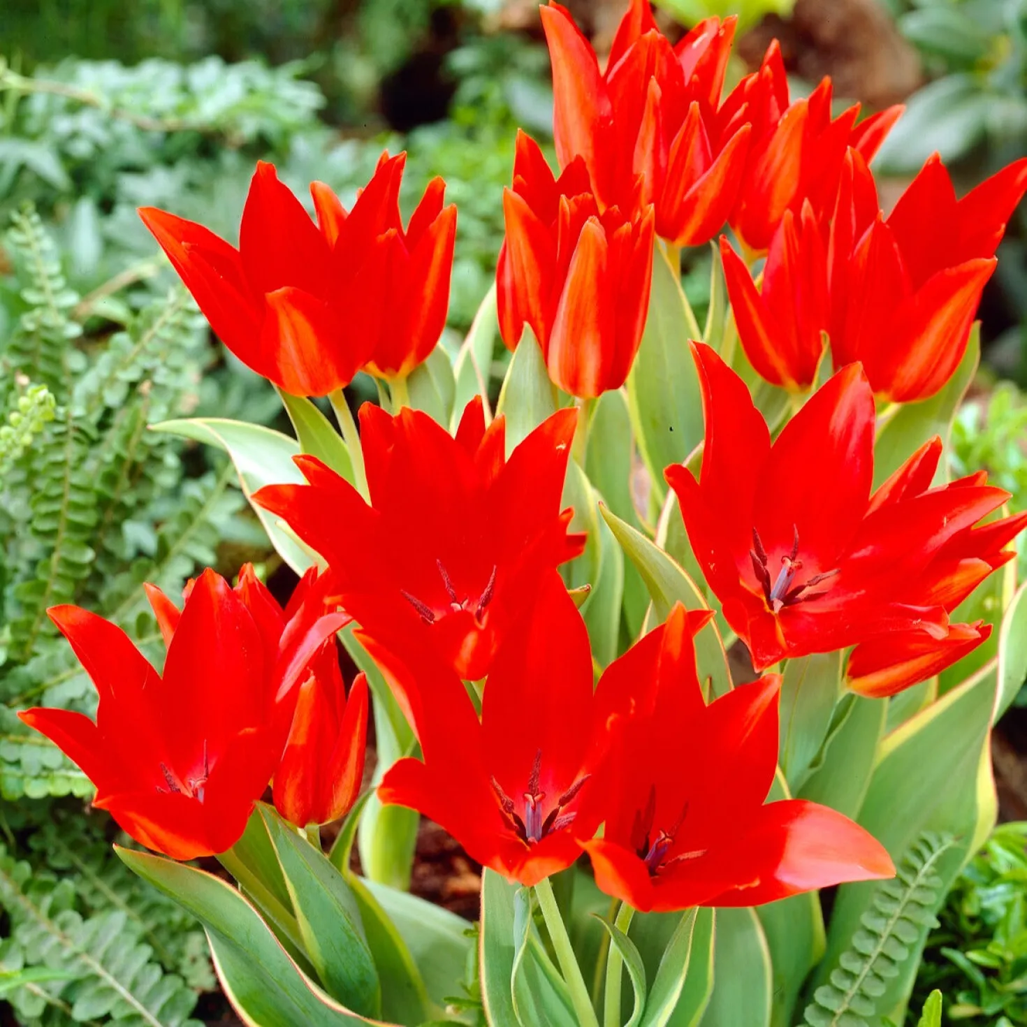 Praestans-Tulpen ‘Bloemenlust’ (x10) - Ein Stiel, mehrere Blüten