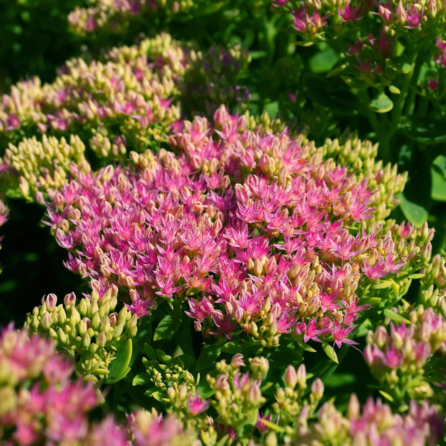 Prächtiges Fettblatt 'Brillant' - Bienen lieben es