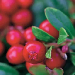 Preiselbeere Miss Cherry ® - Rote Beeren, das ganze Jahr grün