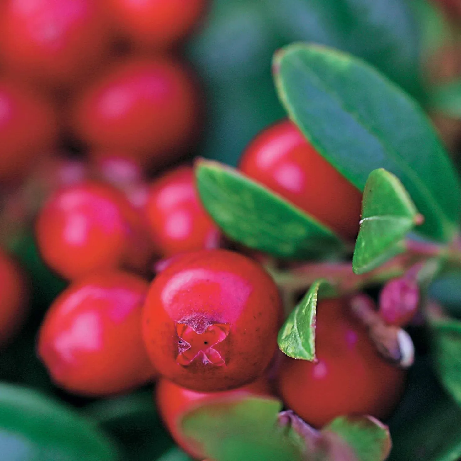 Preiselbeere Miss Cherry ® - Rote Beeren, das ganze Jahr grün