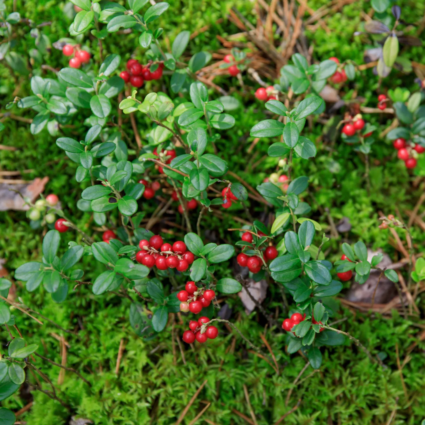 Preiselbeere Miss Cherry ® - Rote Beeren, das ganze Jahr grün