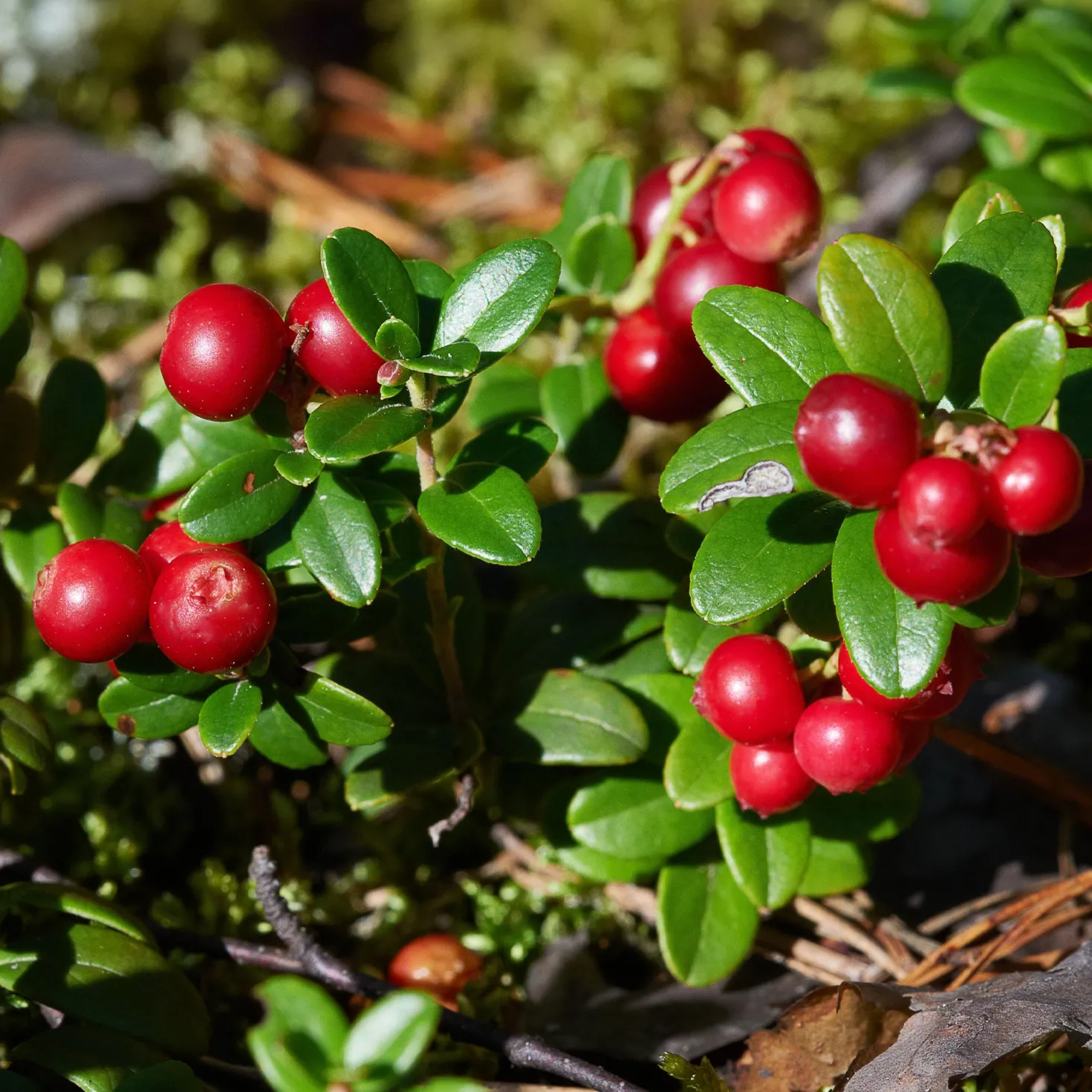 Preiselbeere Miss Cherry ® - Rote Beeren, das ganze Jahr grün
