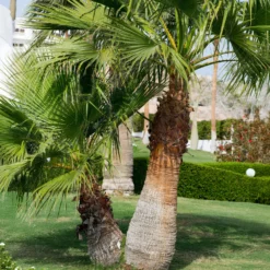 Priesterpalme - Urlaubsfeeling im eigenen Garten