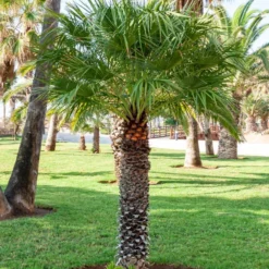 Priesterpalme - Urlaubsfeeling im eigenen Garten