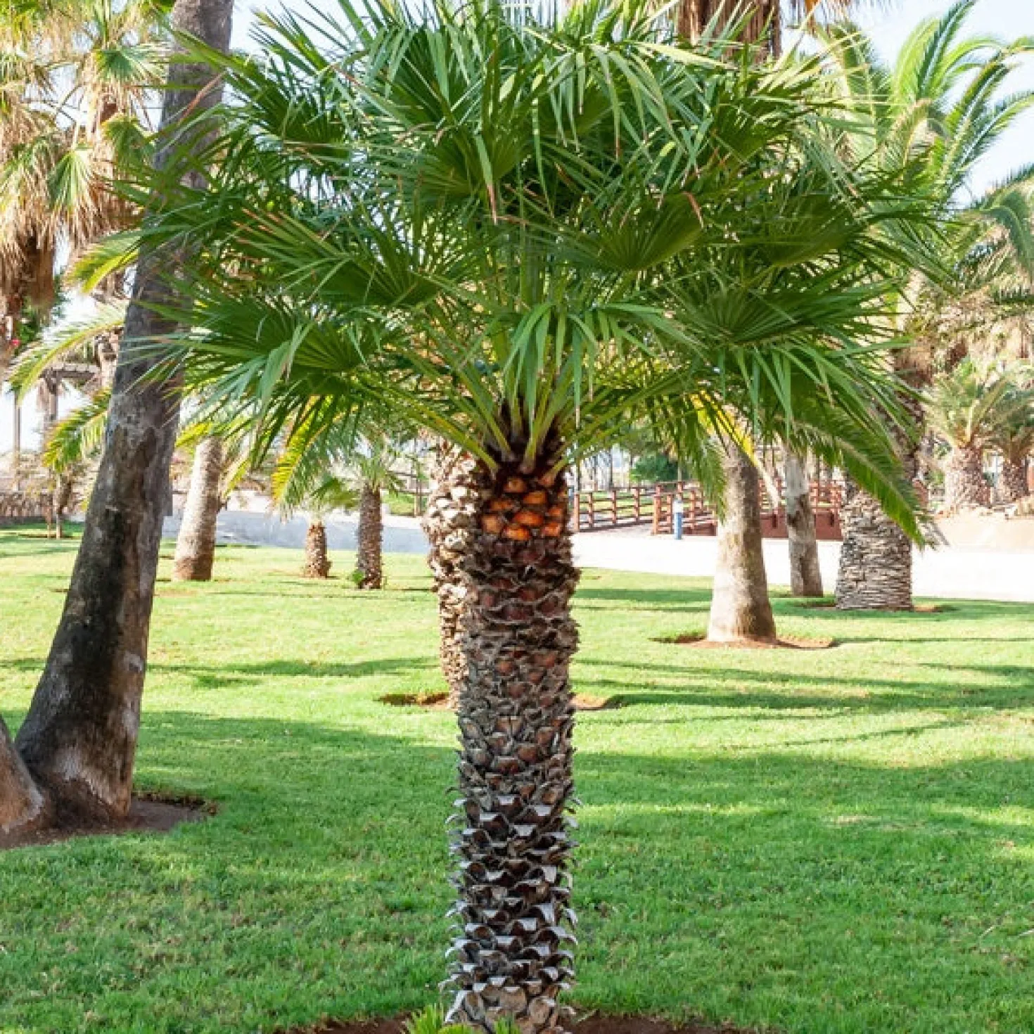 Priesterpalme - Urlaubsfeeling im eigenen Garten
