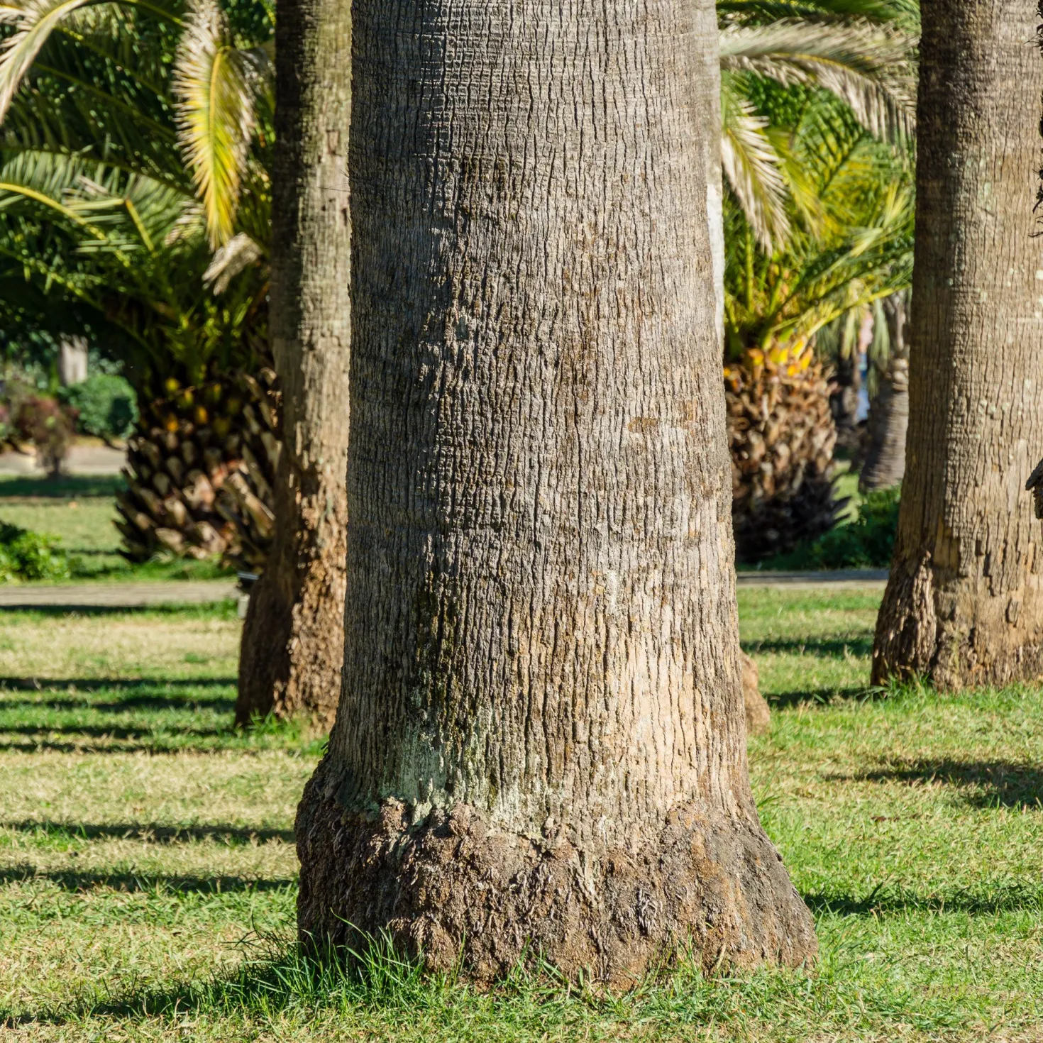 Priesterpalme - Urlaubsfeeling im eigenen Garten