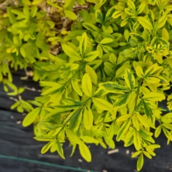 Primeljasmin Gold Touch - Goldgelbe Blüten im Frühjahr