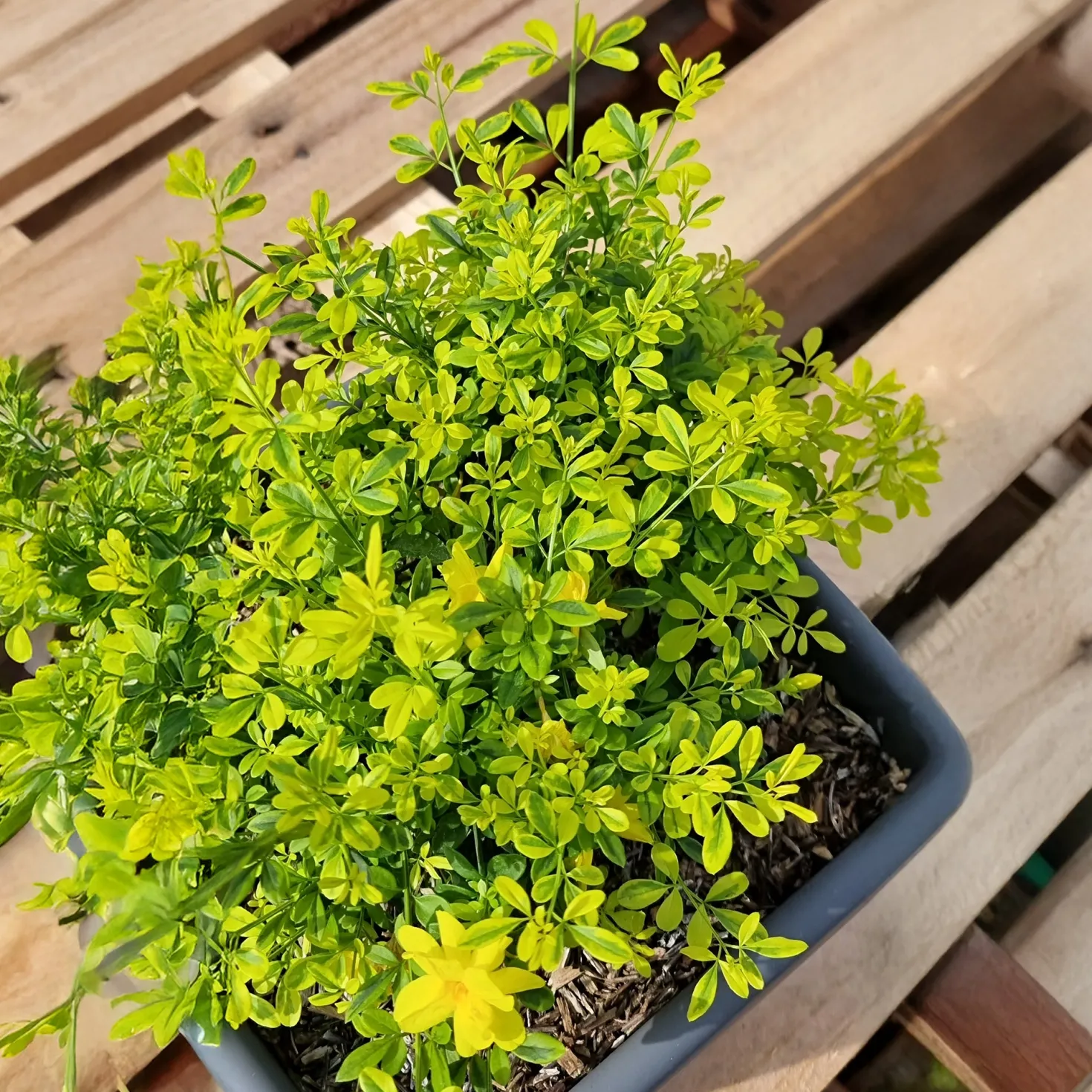 Primeljasmin Gold Touch - Goldgelbe Blüten im Frühjahr