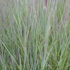 Präriegras ‘Prairie Blues’ - Blaues Gras, roter Herbst