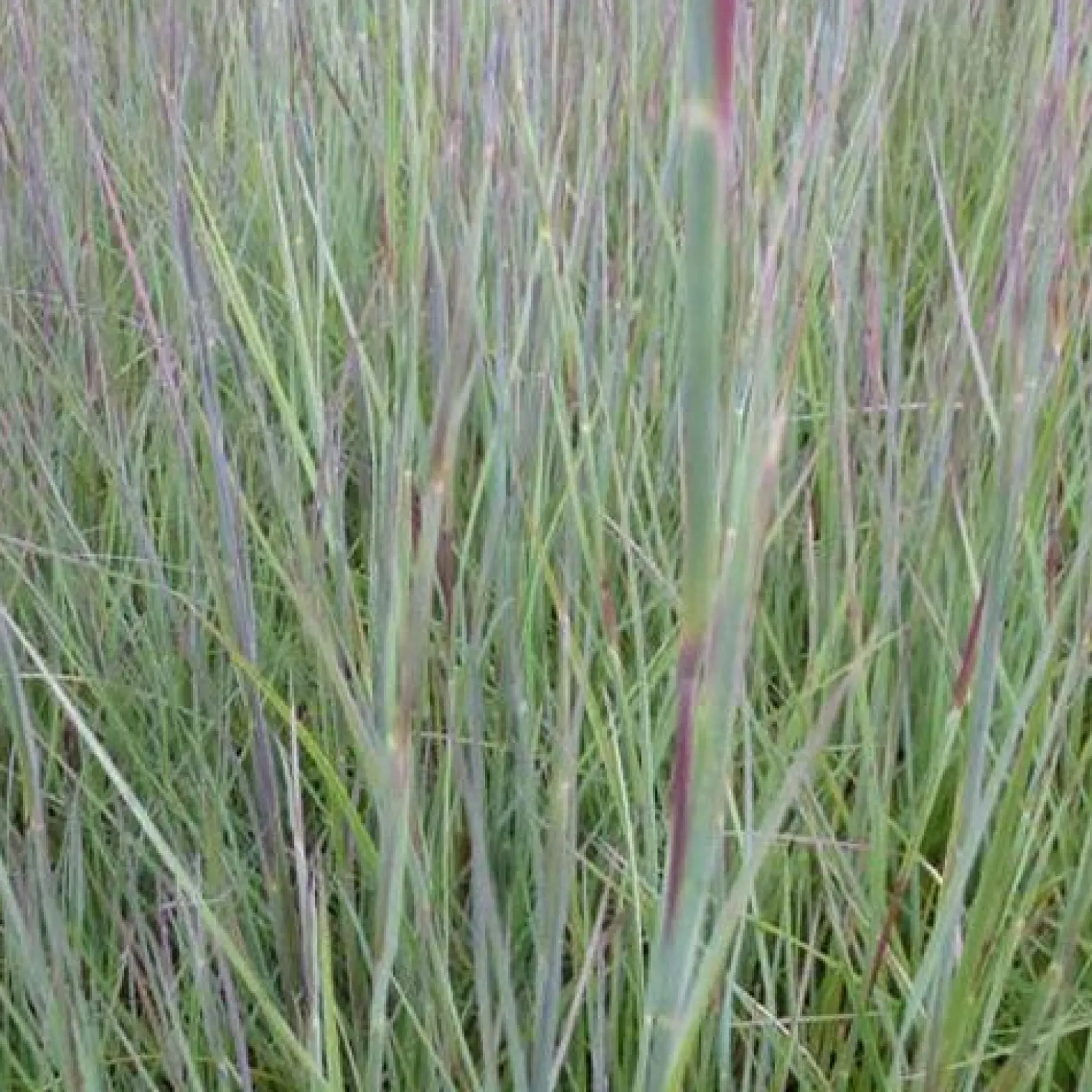 Präriegras ‘Prairie Blues’ - Blaues Gras, roter Herbst