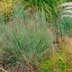 Präriegras (Schizachyrium) - Farbfeuerwerk im Herbst