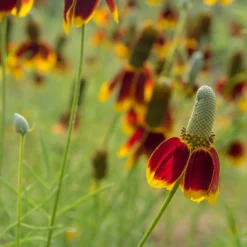 Präriehut Pulcherrima - Sommerfarbe ohne Mühe